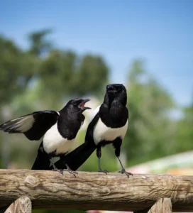 Pájaros juntos