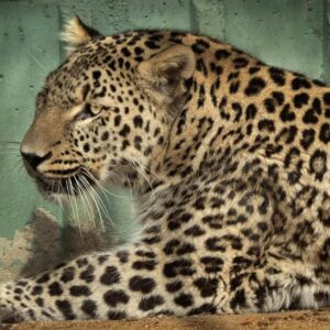 Tigre mirando