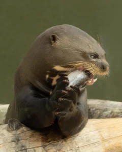 Nutria comiendo