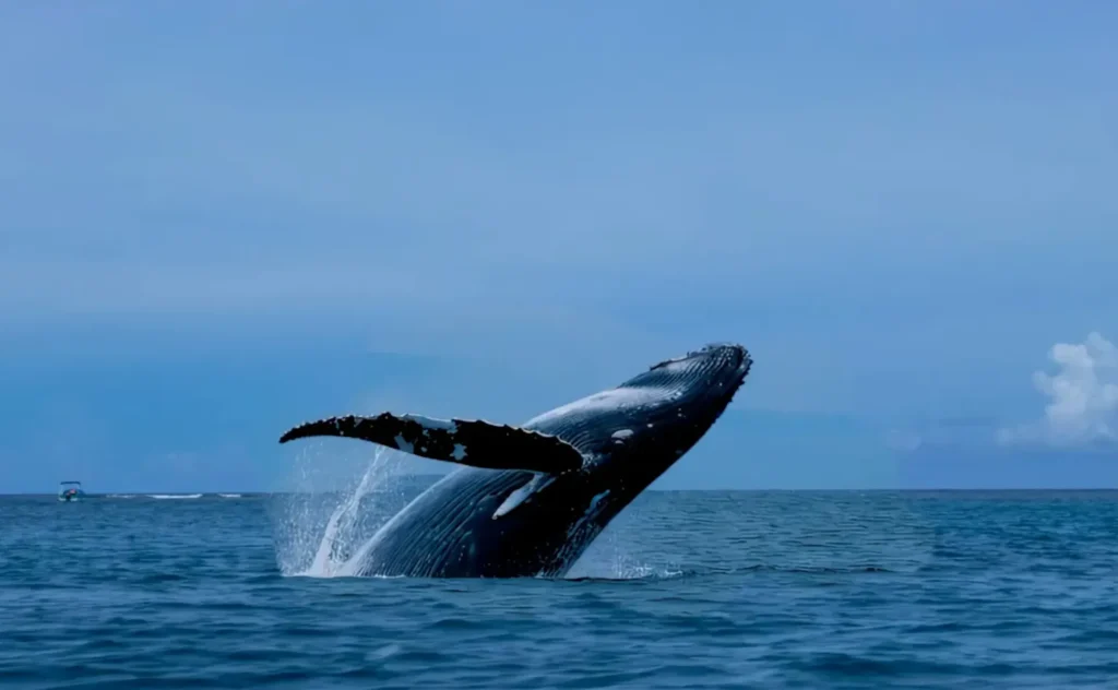 Herramienta de sustitución de objetos de Luminar Neo: barco reemplazado por ballena.